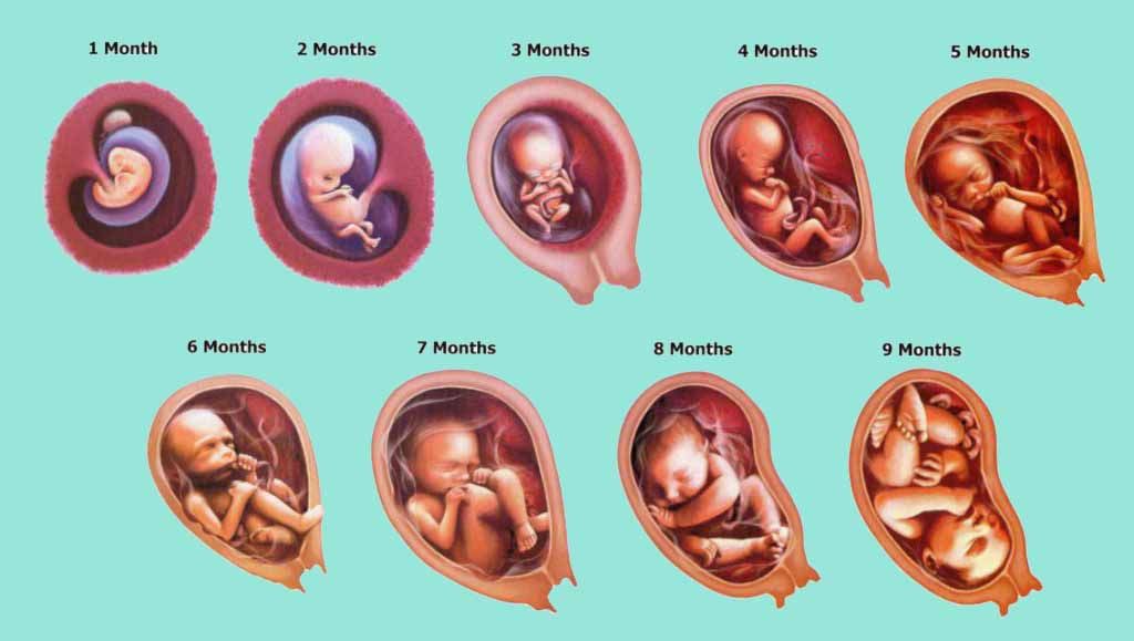 Fetal Health Classification